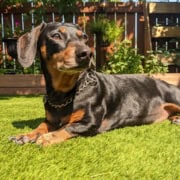Dog lying on artificial turf in a backyard garden.