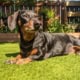 Dog lying on artificial turf in a backyard garden.